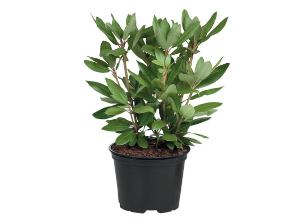 Rhododendron