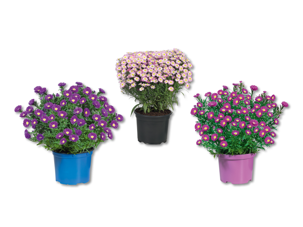 Aster d'automne