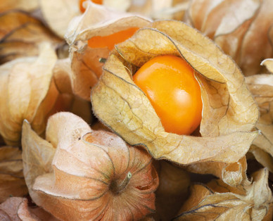 ZURÜCK ZUM URSPRUNG Österreichische Bio-Gemüserarität