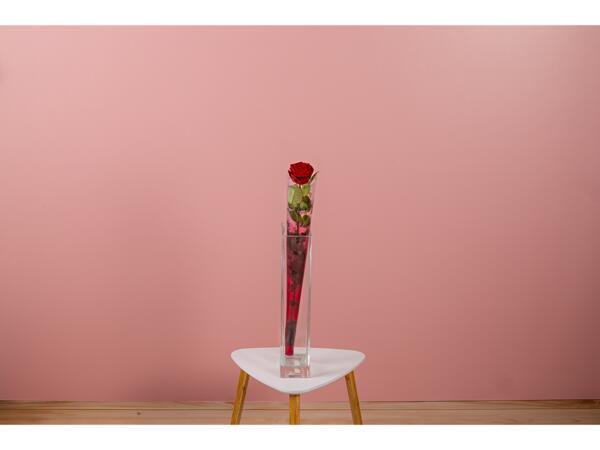 Premium Single Red Rose
