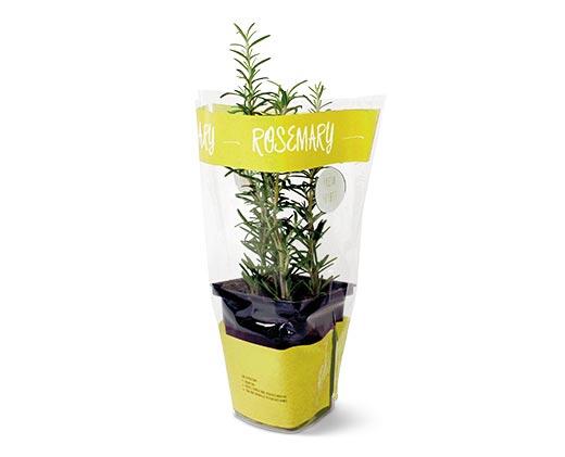 Potted Herbs Assortment