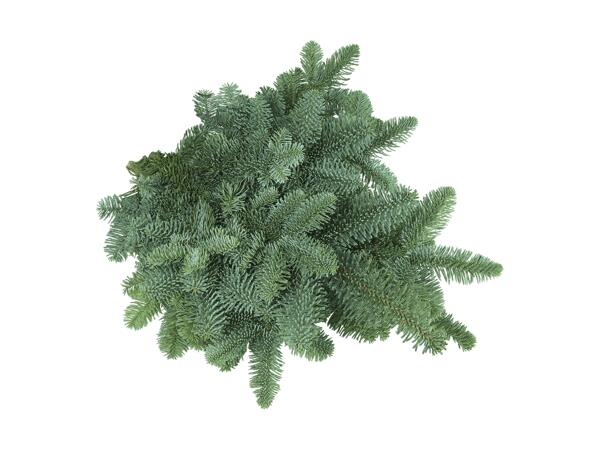 Branches de sapin noble