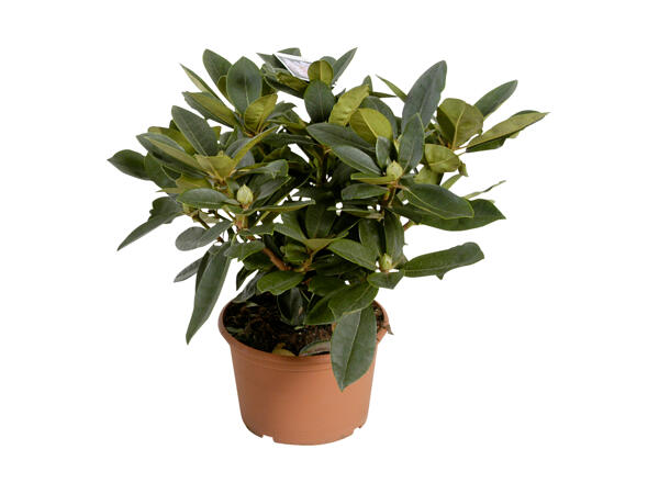 Dværgrhododendron