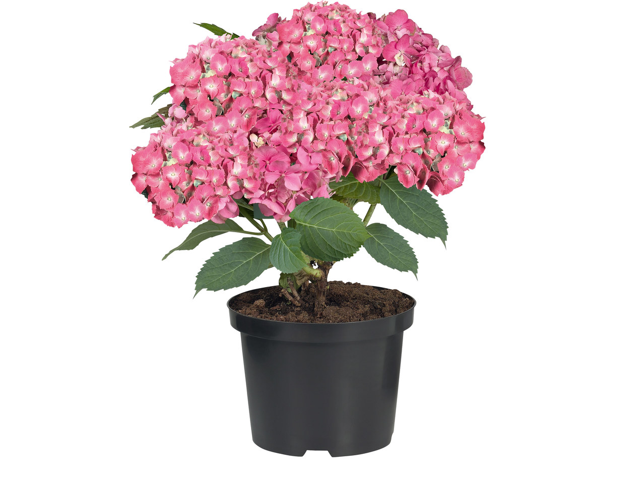 Tuinhortensia