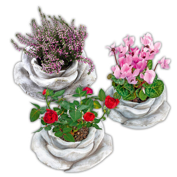 Bepflanzte Steinrose