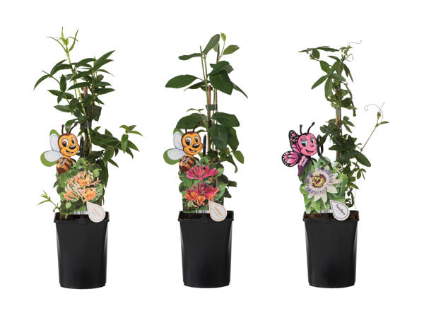 Plante grimpante qui attire les abeilles