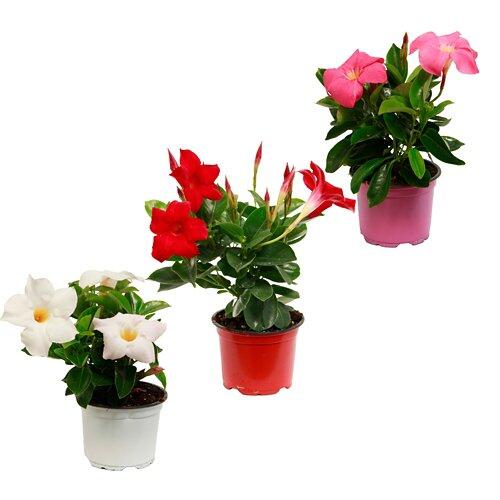 GARDENLINE Dipladenia