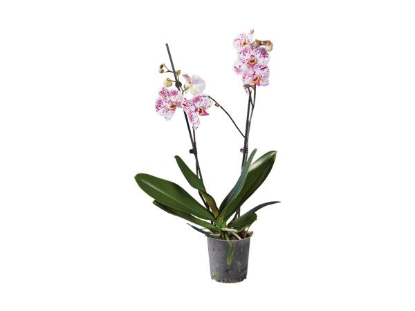 2 Stem Orchid