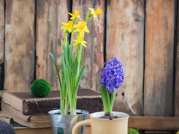 Påskelilje eller hyacinth