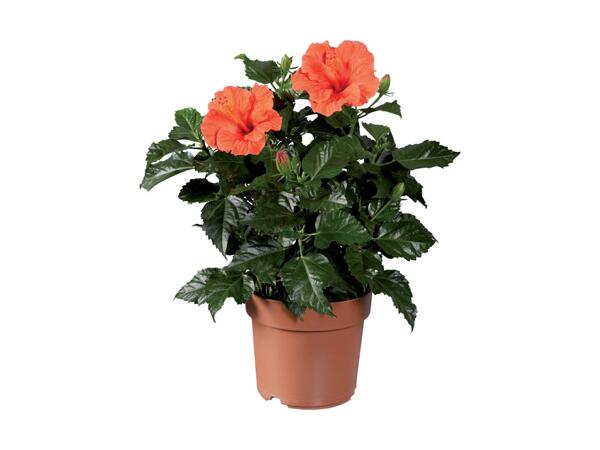 Hibiscus