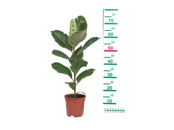 Houseplants