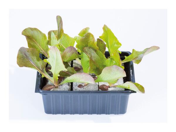 British Young Vegetable Plants