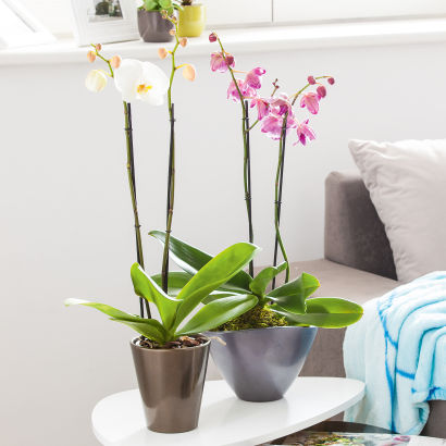 Orchidee