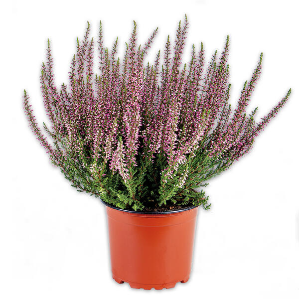 Calluna Garden Girls