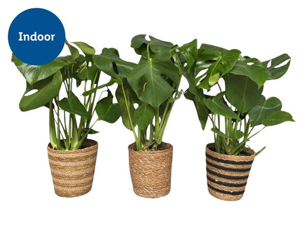 Monstera in Alibaba Basket