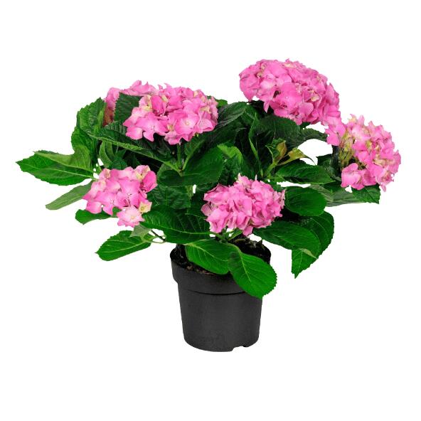 Tuinhortensia