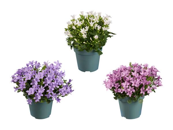 Mélange de ­Campanula en sachet papier