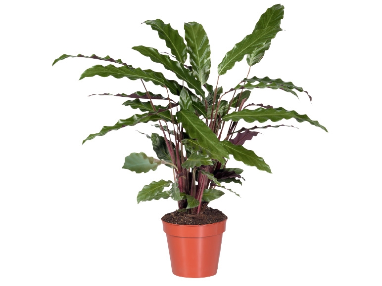 Calathea Mix