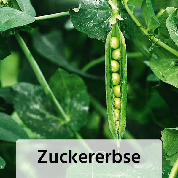 Fruchtgemüse / Tomaten "Gartenperle"