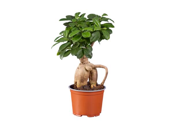 Fikus ginseng/pachira