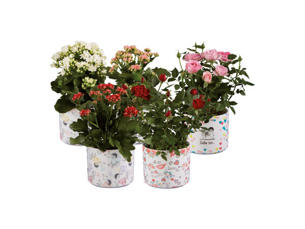 Blommande växter i keramikkruka