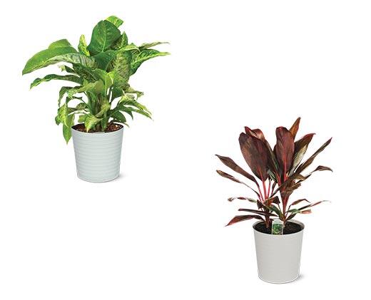 10" Foliage Assorted Varieties
