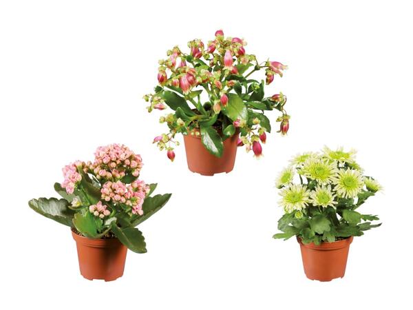 Mini plantes à fleurs