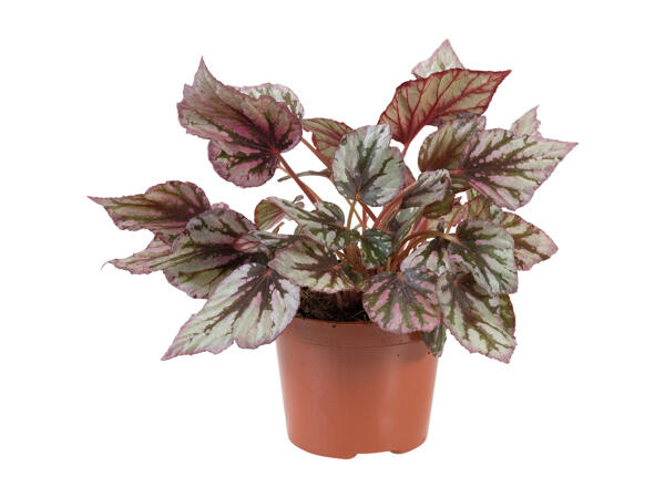 Begonia