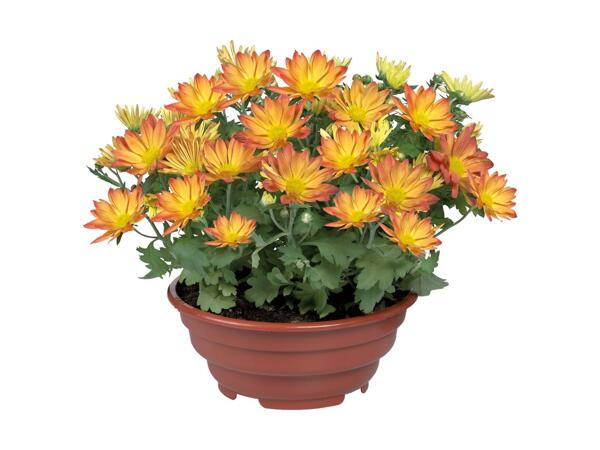 Blomstrende plante i skål