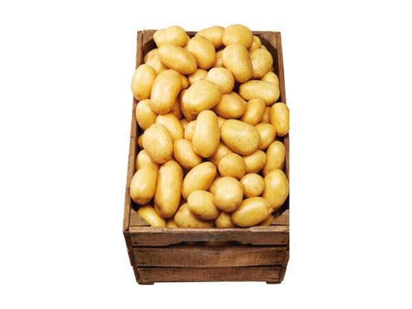 Potatis