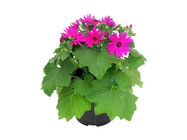 Senetti