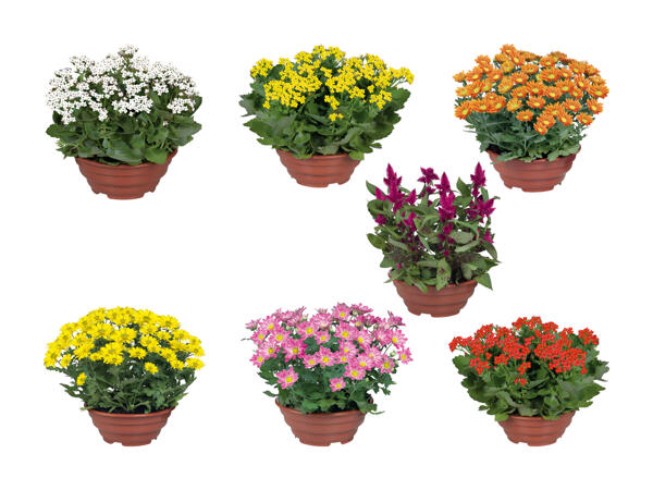 Plante à fleurs dans une coupe