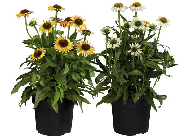 Echinacea „Moodz"