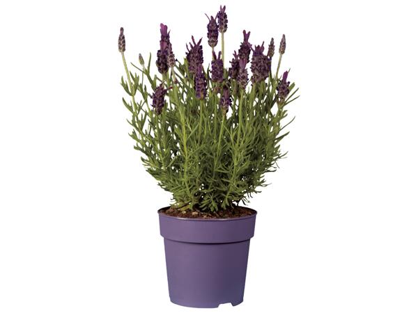 Lavendel