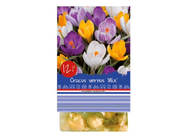 Spring Flowering Bulbs