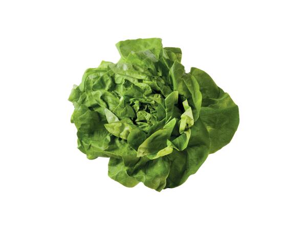 Lettuce