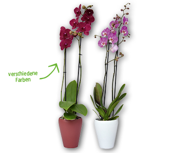 Orchidee