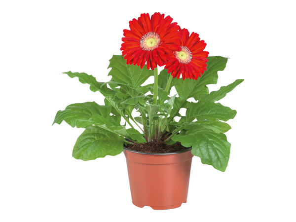Gerbera