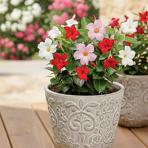 Oleander Stämmchen/Busch Trio