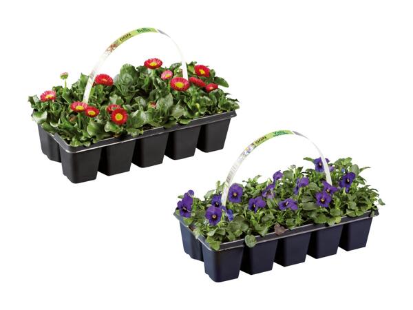 Forårsblomster