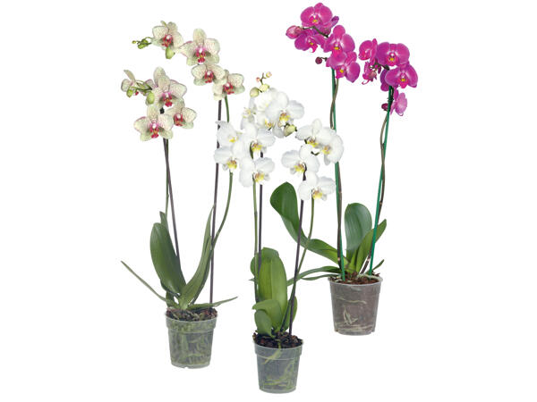 Phalaenopsis 2 Stems