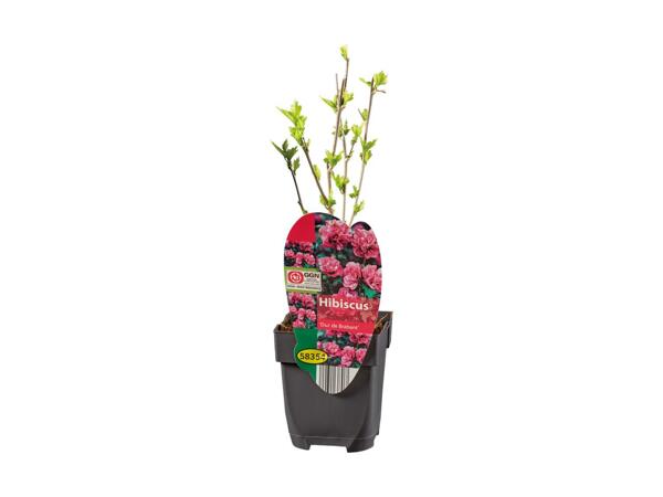 Havehibiscus