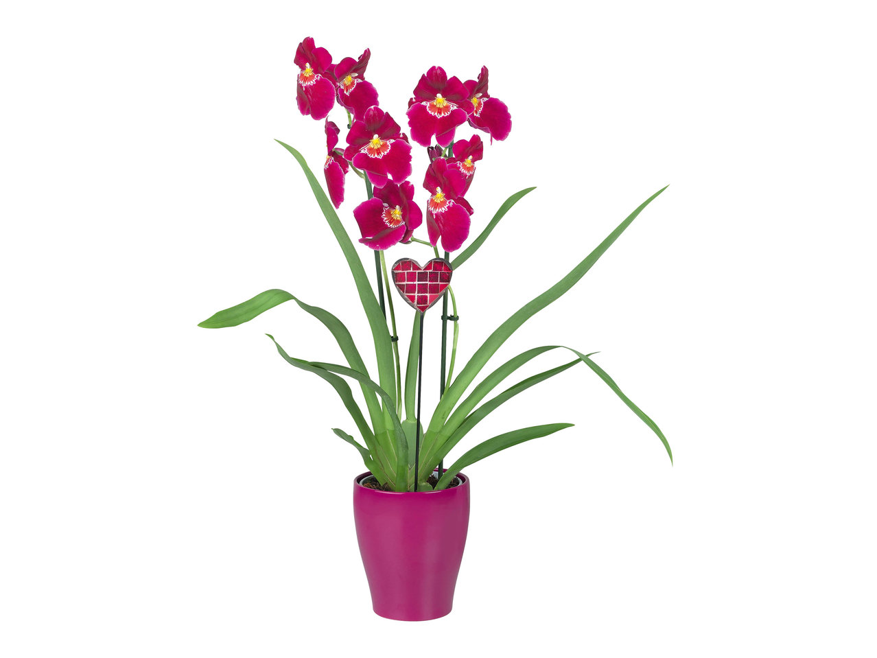 Phalaenopsis in keramieken pot