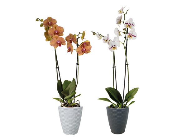 Phalaenopsis