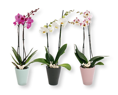 Orchidee