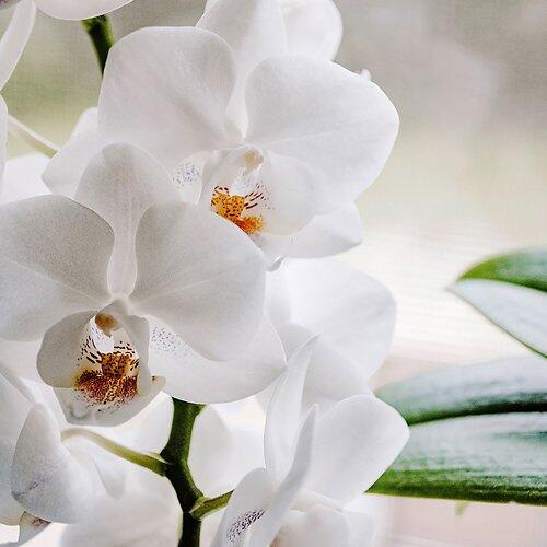 Orchidee