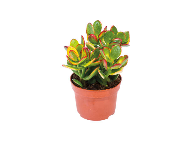 Succulent in Concrete Pot