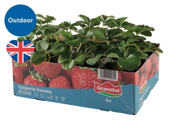 British Strawberry Plants