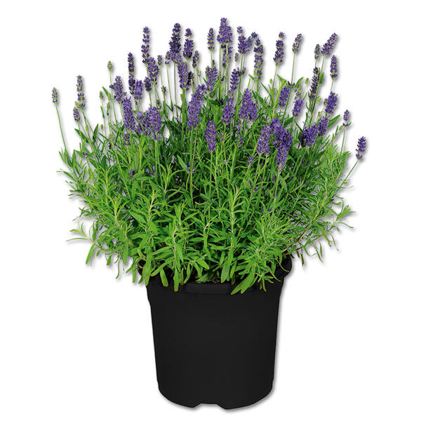 Lavendel