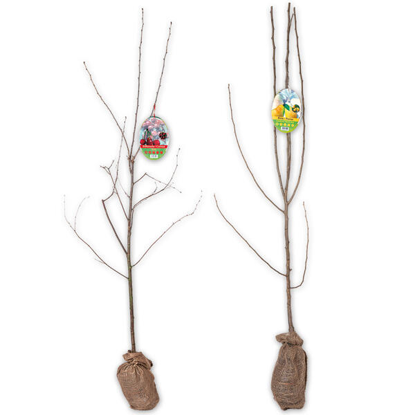 Obstbaum im Jutesack